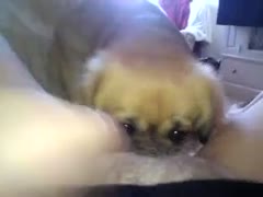 Her small puppy devouring her starving, juicy twat was seen on camera during a live webcam show in the Beastiality movie.